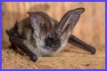 10 Crazy Facts About Bats