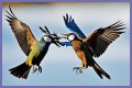 Are birds fighting or mating?