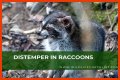 Can Raccoons Get Distemper? - Kylon Powell