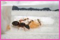 How To Get Ants Out Of Keurig?
